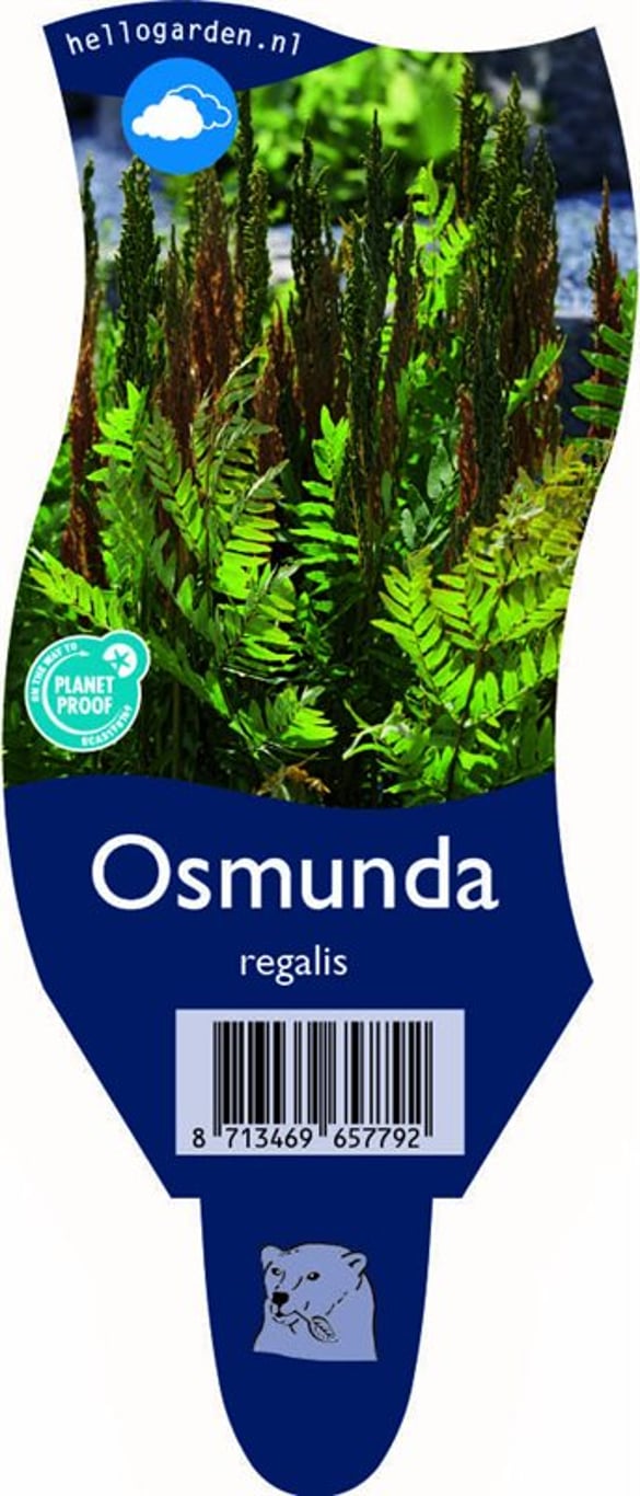 Osmunda regalis - P11